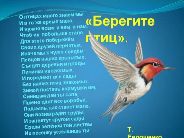 О птицах много знаем мы И в то же время мало,