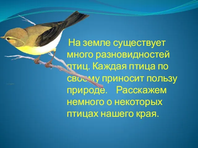 На земле существует много разновидностей птиц. Каждая птица по своему приносит