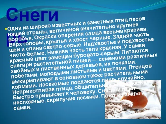 Снегирь Одна из широко известных и заметных птиц лесов нашей страны,