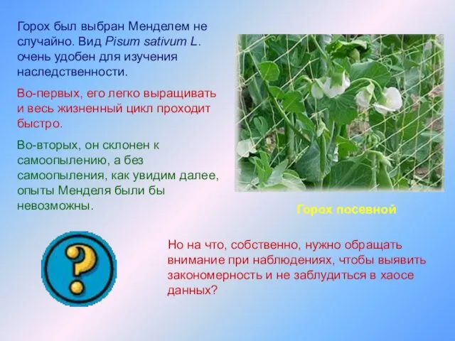 Горох был выбран Менделем не случайно. Вид Pisum sativum L. очень