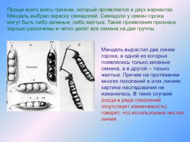 Проще всего взять признак, который проявляется в двух вариантах. Мендель выбрал