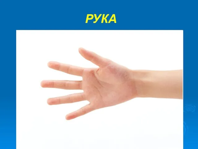 РУКА