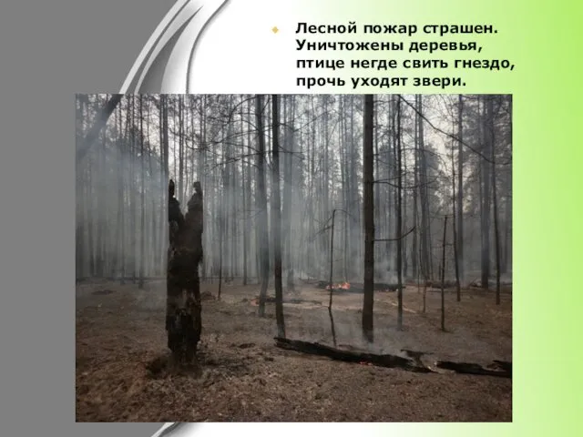 Лесной пожар страшен. Уничтожены деревья, птице негде свить гнездо, прочь уходят звери.