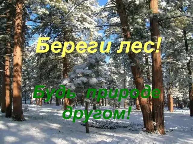 Будь природе другом! Береги лес!