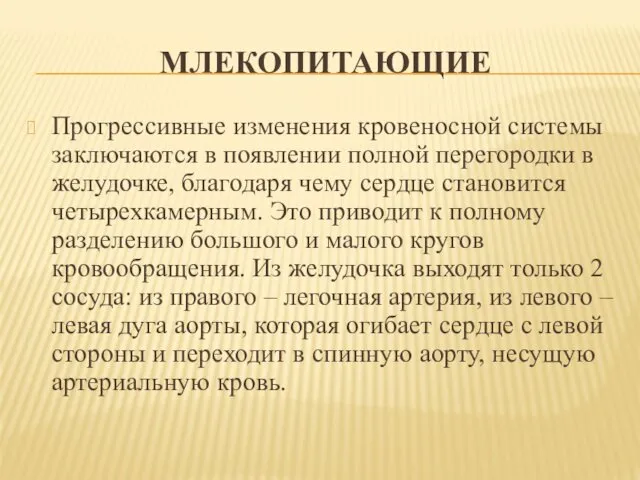 МЛЕКОПИТАЮЩИЕ Прогрессивные изменения кровеносной системы заключаются в появлении полной перегородки в