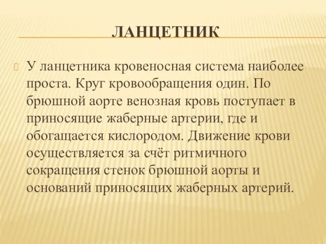 ЛАНЦЕТНИК У ланцетника кровеносная система наиболее проста. Круг кровообращения один. По