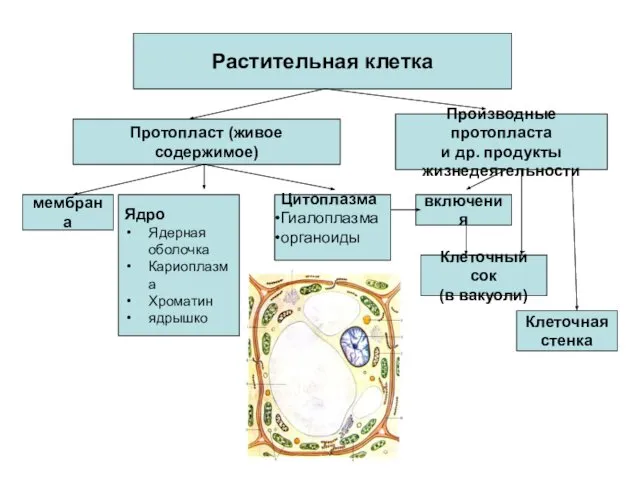 Растительная клетка Протопласт (живое содержимое) Производные протопласта и др. продукты жизнедеятельности