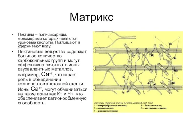 Матрикс Пектины – полисахариды, мономерами которых являются уроновые кислоты. Поглощают и