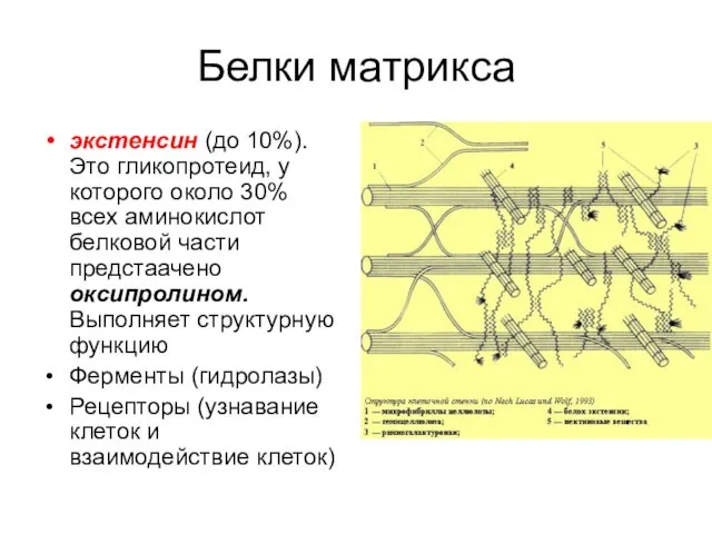 Белки матрикса экстенсин (до 10%). Это гликопротеид, у которого около 30%