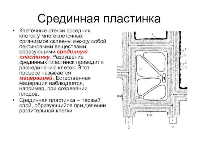 Срединная пластинка Клеточные стенки соседних клеток у многоклеточных организмов склеены между