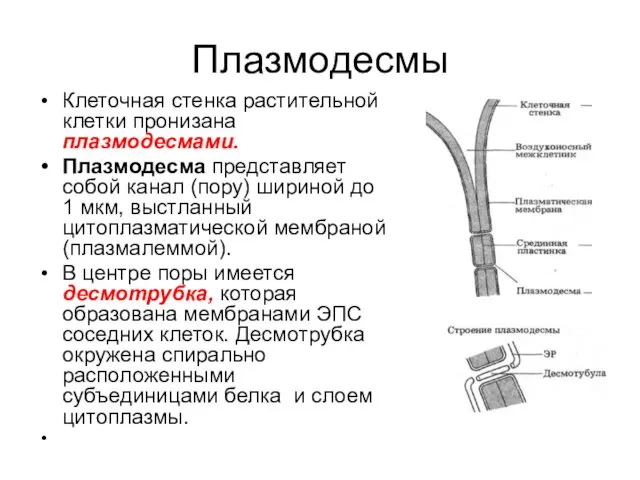 Плазмодесмы Клеточная стенка растительной клетки пронизана плазмодесмами. Плазмодесма представляет собой канал