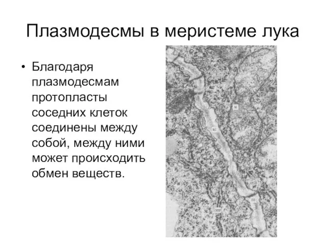 Плазмодесмы в меристеме лука Благодаря плазмодесмам протопласты соседних клеток соединены между