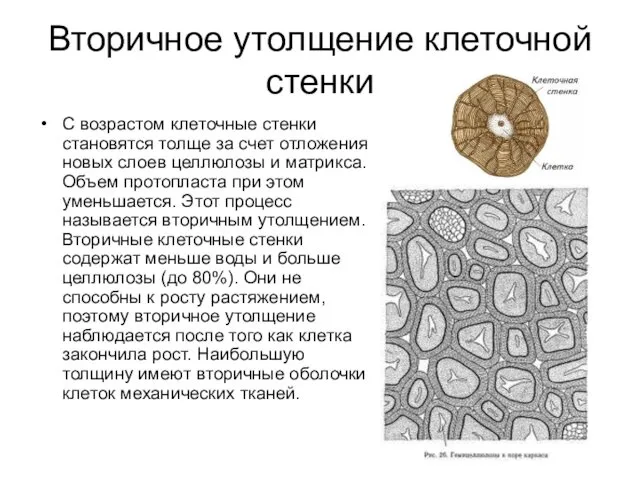 Вторичное утолщение клеточной стенки С возрастом клеточные стенки становятся толще за