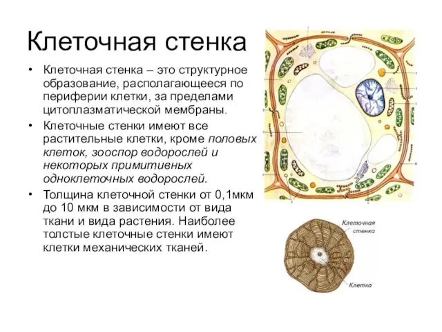 Клеточная стенка Клеточная стенка – это структурное образование, располагающееся по периферии