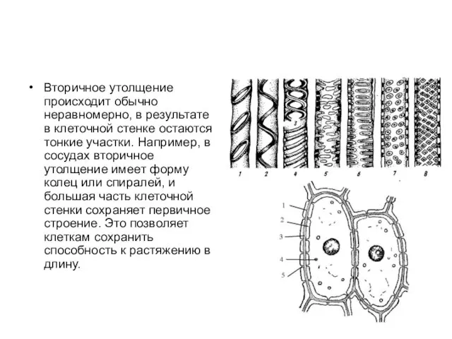 Вторичное утолщение происходит обычно неравномерно, в результате в клеточной стенке остаются