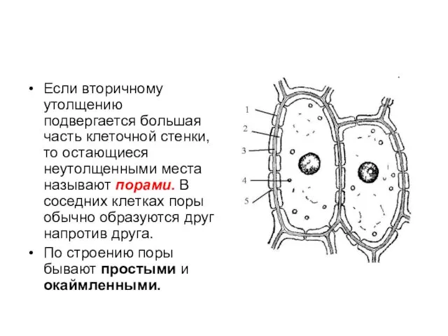 Если вторичному утолщению подвергается большая часть клеточной стенки, то остающиеся неутолщенными