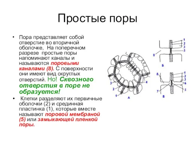 Простые поры Пора представляет собой отверстие во вторичной оболочке, На поперечном