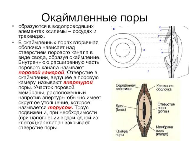 Окаймленные поры образуются в водопроводящих элементах ксилемы – сосудах и трахеидах.