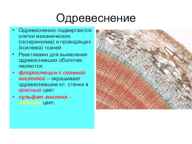 Одревеснение Одревеснению подвергаются клетки механических (склеренхима) и проводящих (ксилема) тканей Реактивами