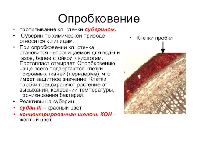 Опробковение пропитывание кл. стенки суберином. Суберин по химической природе относится к