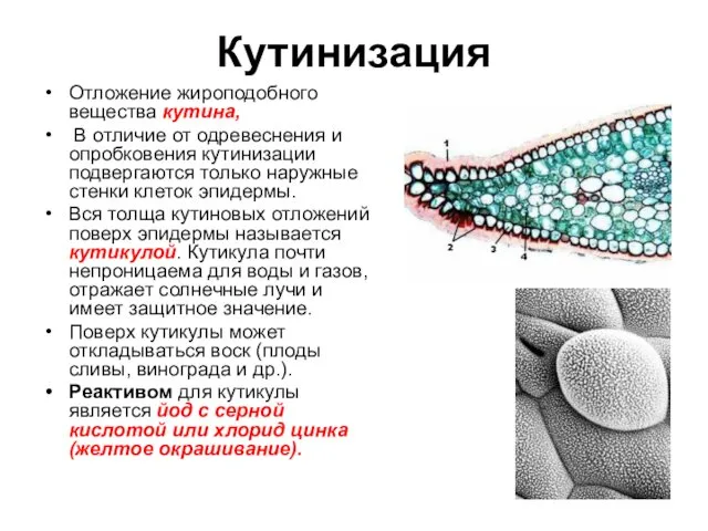 Кутинизация Отложение жироподобного вещества кутина, В отличие от одревеснения и опробковения