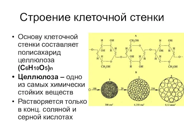 Строение клеточной стенки Основу клеточной стенки составляет полисахарид целлюлоза (С6Н10О5)n Целлюлоза