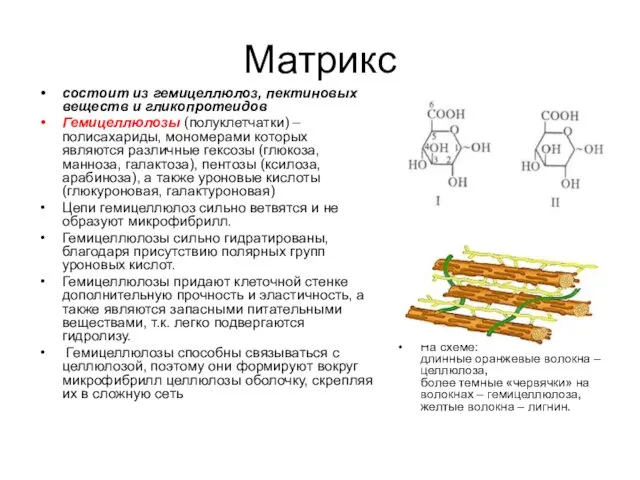 Матрикс состоит из гемицеллюлоз, пектиновых веществ и гликопротеидов Гемицеллюлозы (полуклетчатки) –