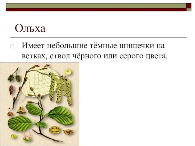 Ольха Имеет небольшие тёмные шишечки на ветках, ствол чёрного или серого цвета.