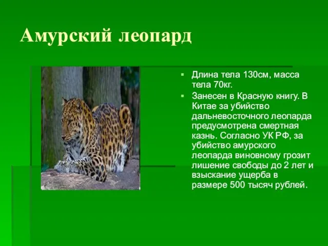 Амурский леопард Длина тела 130см, масса тела 70кг. Занесен в Красную
