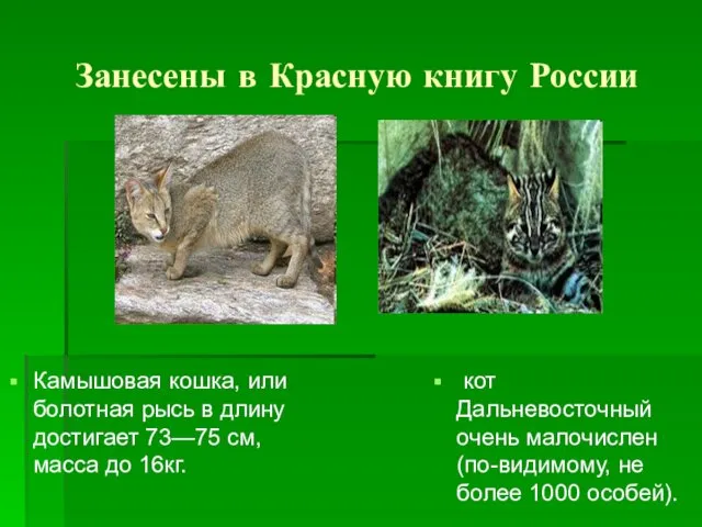 Занесены в Красную книгу России Камышовая кошка, или болотная рысь в