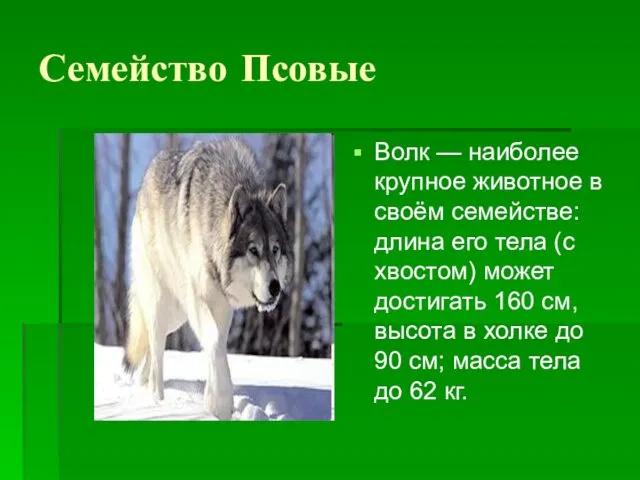 Семейство Псовые Волк — наиболее крупное животное в своём семействе: длина