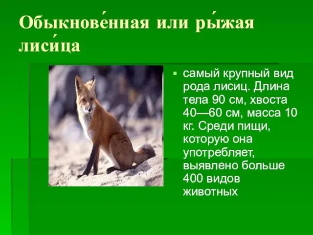 Обыкнове́нная или ры́жая лиси́ца самый крупный вид рода лисиц. Длина тела
