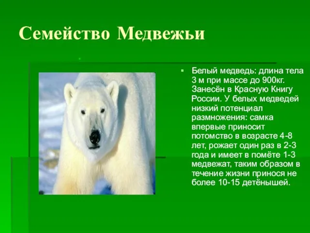 Семейство Медвежьи Белый медведь: длина тела 3 м при массе до