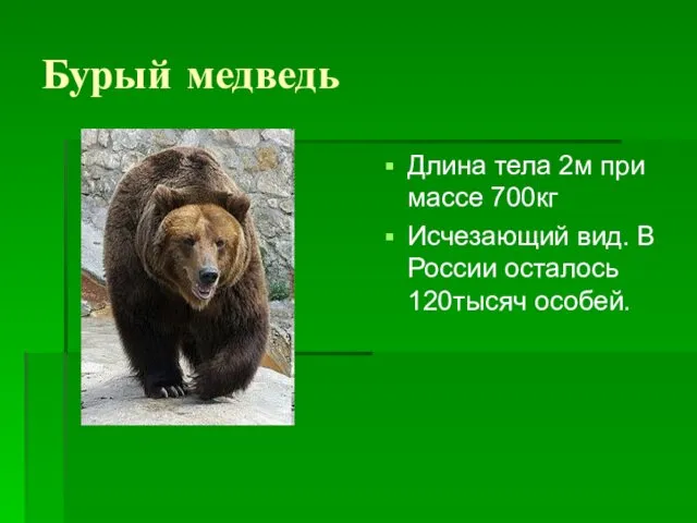 Бурый медведь Длина тела 2м при массе 700кг Исчезающий вид. В России осталось 120тысяч особей.