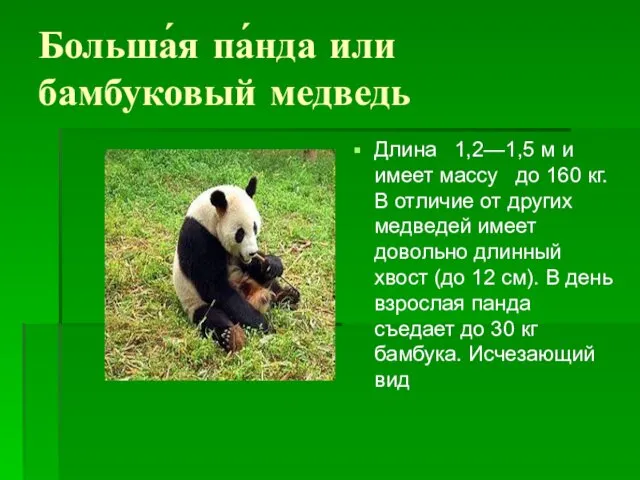Больша́я па́нда или бамбуковый медведь Длина 1,2—1,5 м и имеет массу