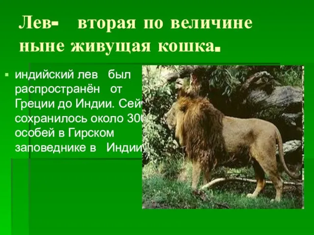 Лев- вторая по величине ныне живущая кошка. индийский лев был распространён