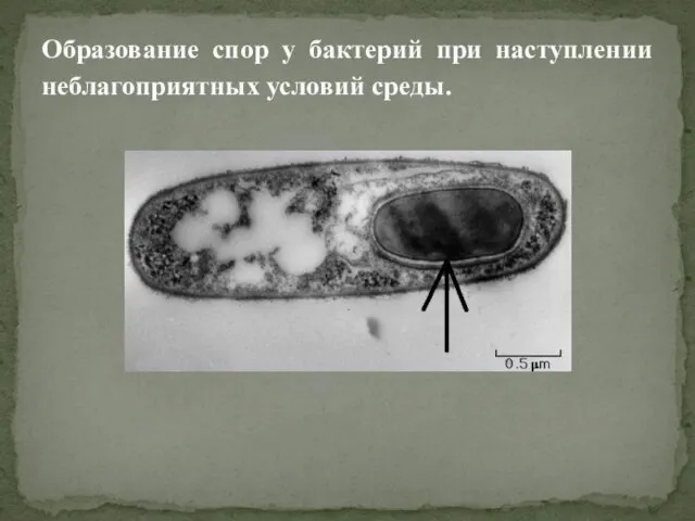 Образование спор у бактерий при наступлении неблагоприятных условий среды.