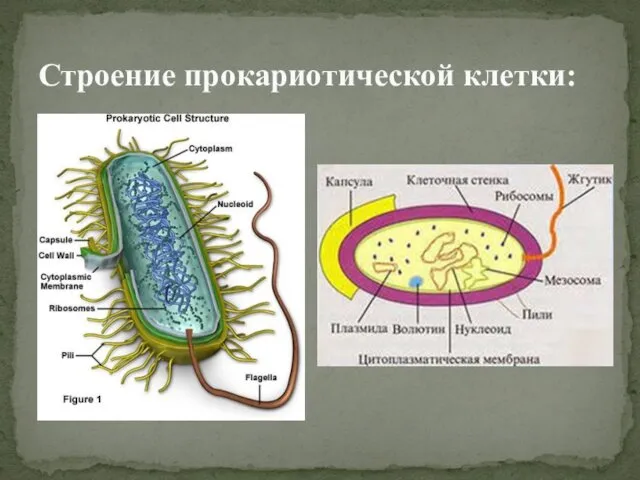 Строение прокариотической клетки: