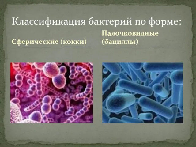 Сферические (кокки) Классификация бактерий по форме: Палочковидные (бациллы)