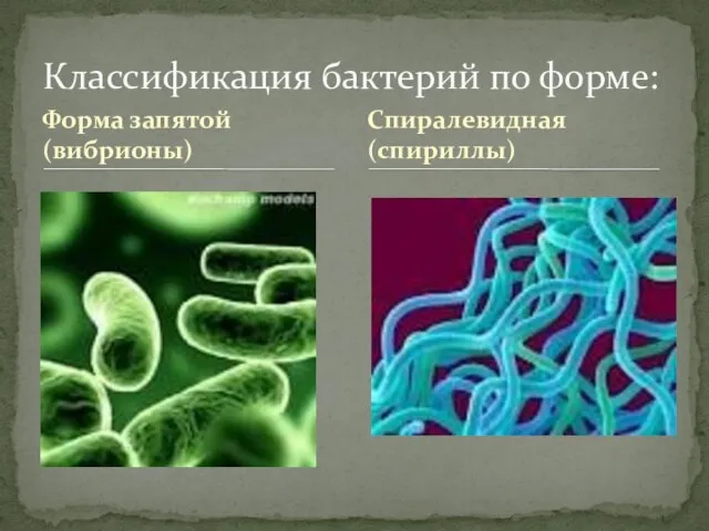 Форма запятой (вибрионы) Классификация бактерий по форме: Спиралевидная (спириллы)