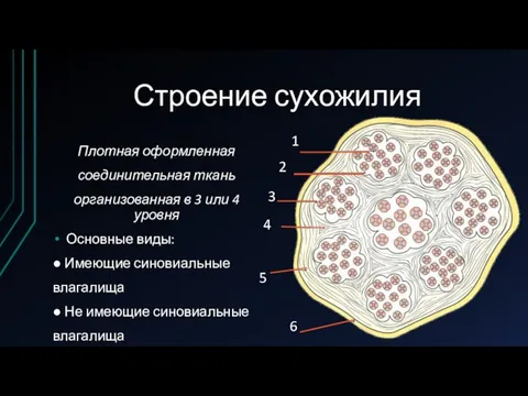 Строение сухожилия Плотная оформленная соединительная ткань организованная в 3 или 4