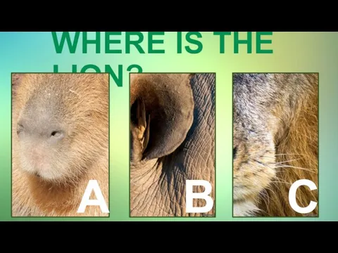 WHERE IS THE LION? A B C