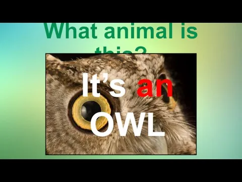 What animal is this? It’s an OWL