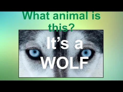 What animal is this? It’s a WOLF