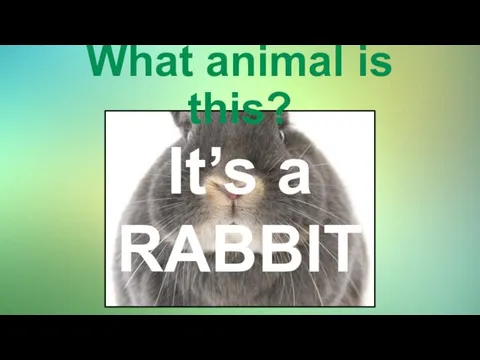 What animal is this? It’s a RABBIT