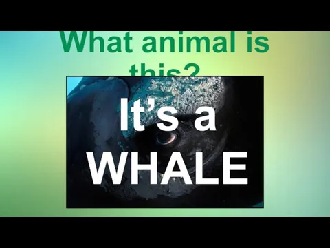 What animal is this? It’s a WHALE