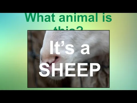 What animal is this? It’s a SHEEP