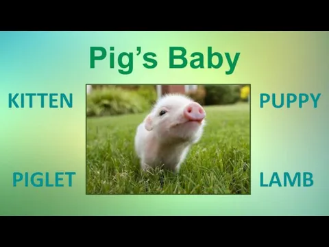 Pig’s Baby KITTEN PIGLET PUPPY LAMB