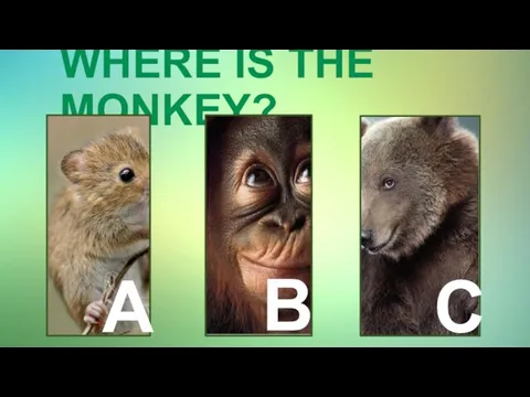 WHERE IS THE MONKEY? A B C