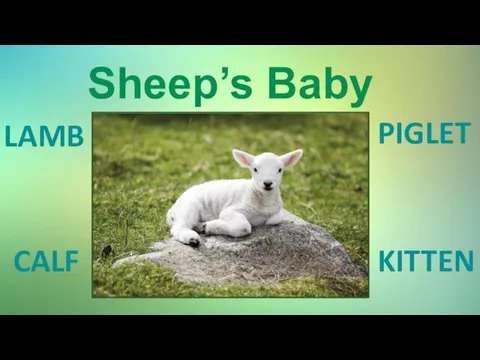 Sheep’s Baby LAMB PIGLET KITTEN CALF